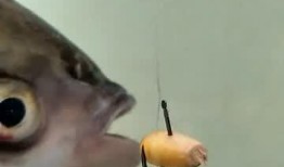 大鱼视频,探索未知世界的视觉盛宴